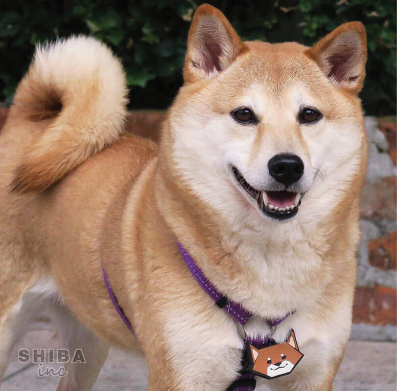 SHIBAINC